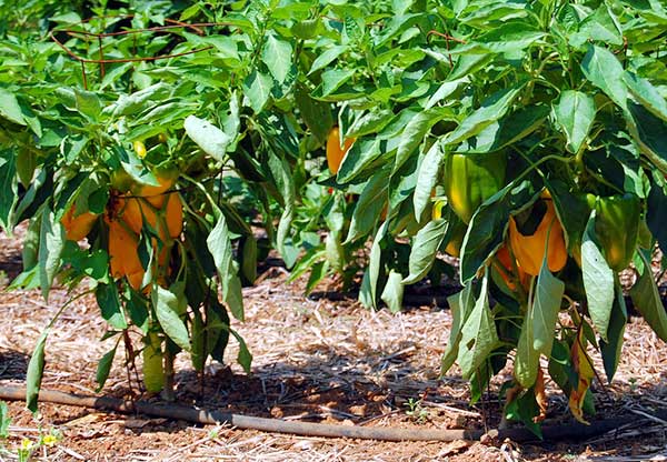Plantas com pimentões amarelos