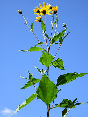 Flores de tupinambo ou girassol batateiro