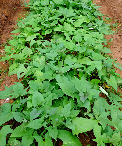 Plantação de batata-doce