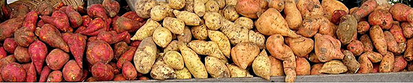 Batatas-doces de várias cores
