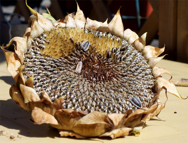 Capítulo floral do girassol com suas sementes