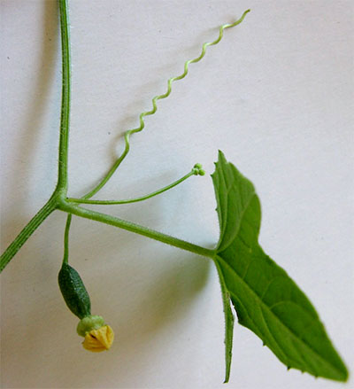 Flores e gavinha de minipepino ou minimelancia