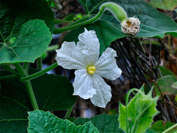 Flor de porongo ou cabaça