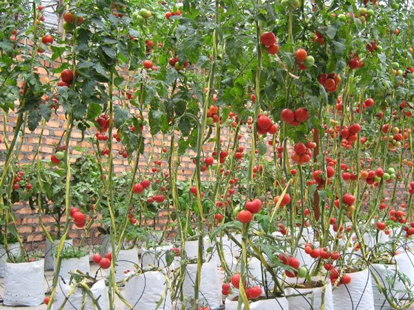 Tomateiros cultivados em sacos plásticos