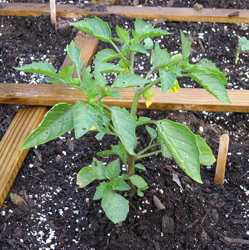 Planta do tomatillo
