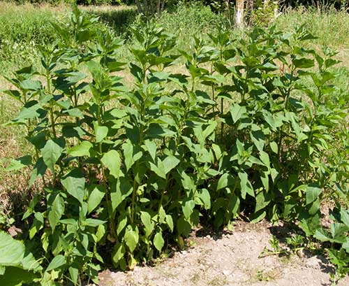 Plantas de tupinambo ou girassol-batateiro