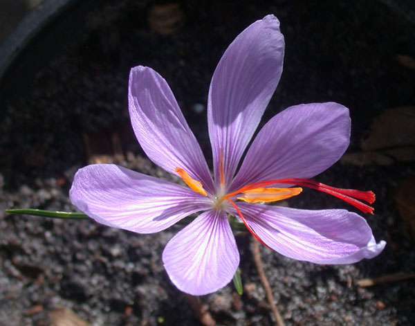 Flor do açafrão