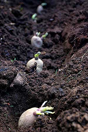 Batatas-sementes