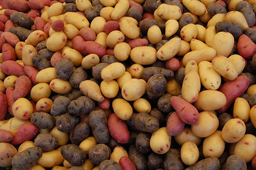 Batatas de várias cores