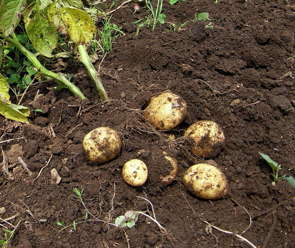 Batatas no solo
