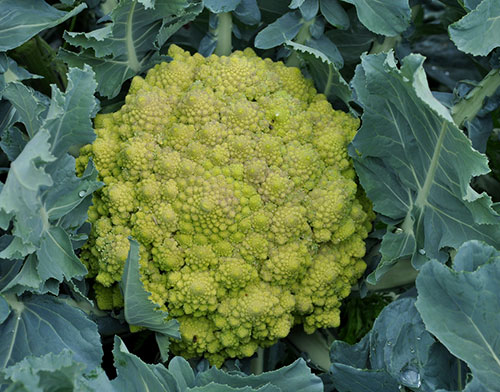 Couve-flor-romanesca ou brócolis-romanesco