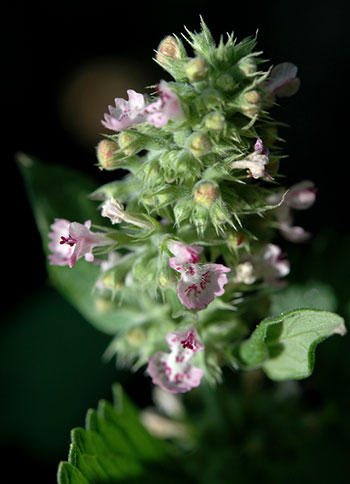 Flores de erva-dos-gatos ou erva-gateira