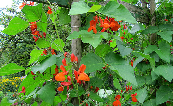 Flores do feijão-da-espanha
