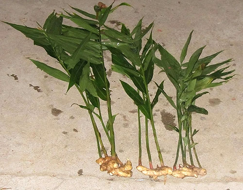 Como Plantar Gengibre Hortas info