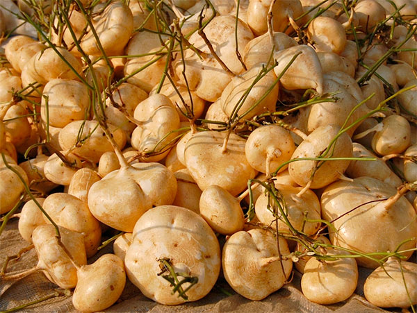 Raízes tuberosas da jicama ou feijão-batata