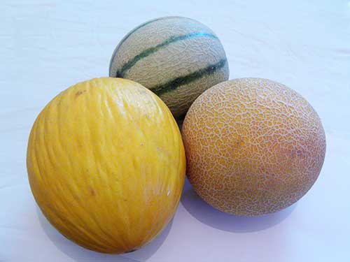 Diversas cultivares de melão