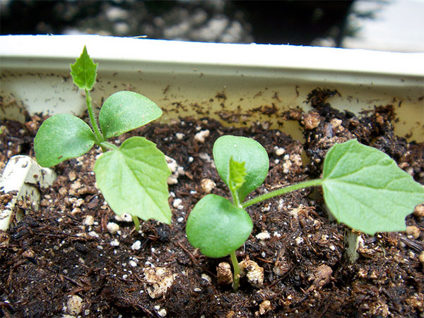 Mudas de minipepino ou minimelancia