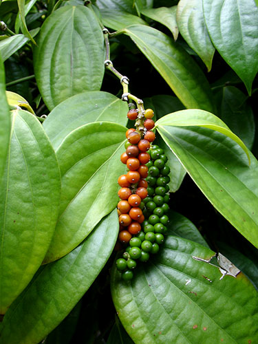 Frutos verdes e frutos maduros da pimenta-do-reino