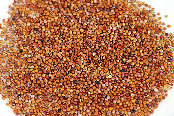 Sementes de quinoa vermelha