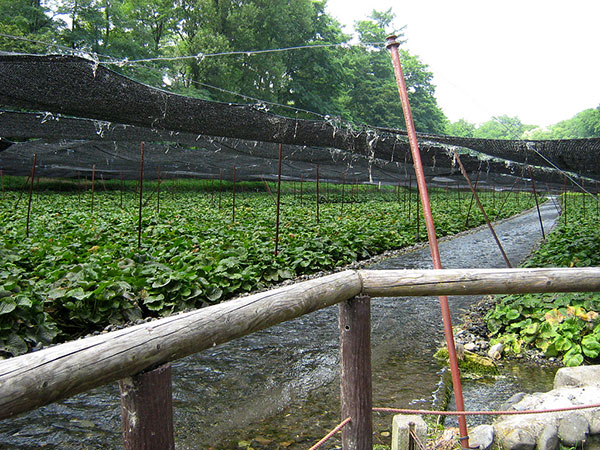 Plantação de wasabi ou raiz-forte japonesa
