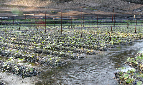 Plantação de wasabi ou raiz-forte japonesa