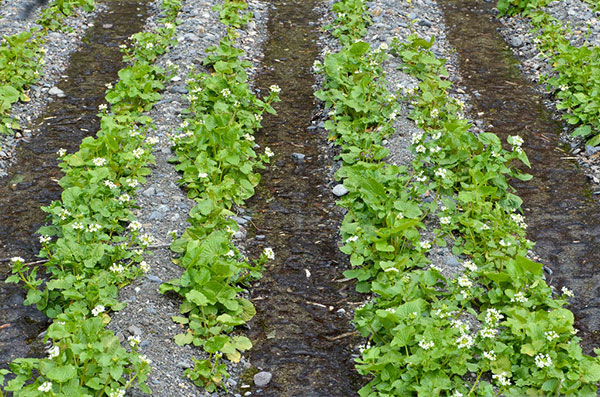 Plantação semiaquática de wasabi ou raiz-forte japonesa